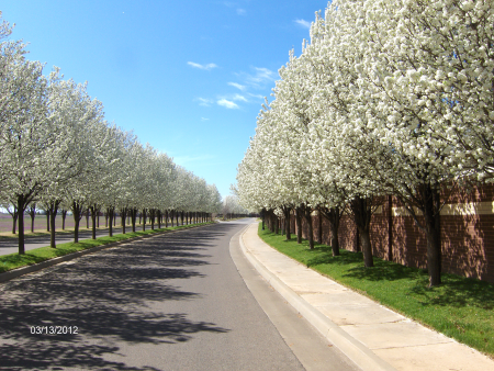 Tree-lined street in Rivendell neighborhood in Oklahoma City